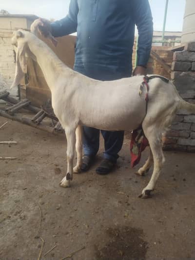 FAISLABADI RAJANPURI  FEMALE WITH FEMALE KID