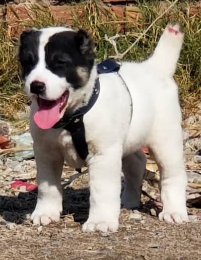 alabai security dog 2 month male for sale
