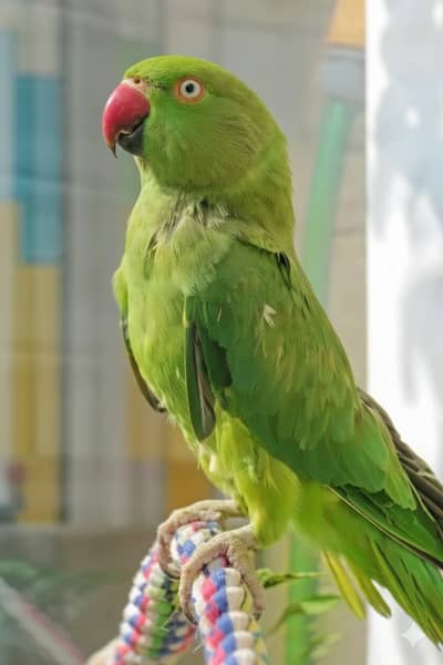 Sindhi talking parrot 0313 8150069