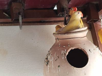 birds for sales love birds cocktail etc