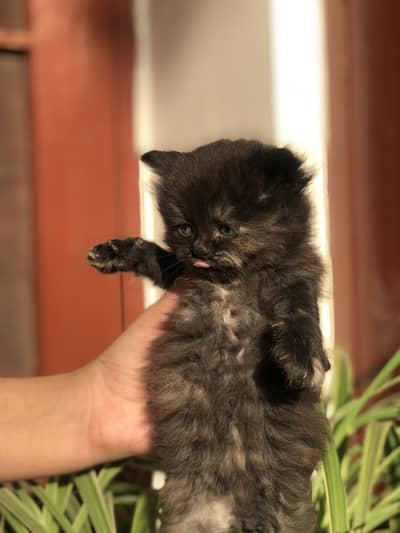 persian cats/  contact: 03054646038