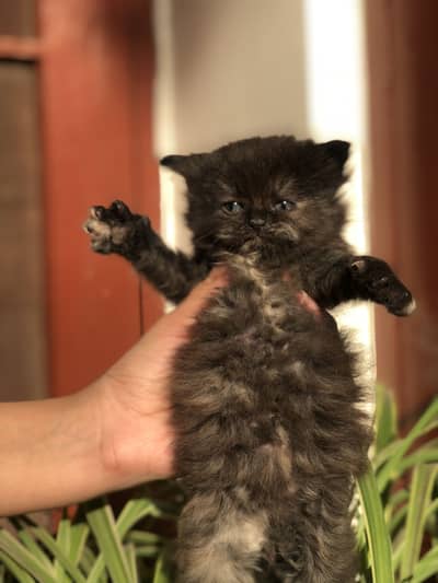 persian cats/  contact: 03054646038