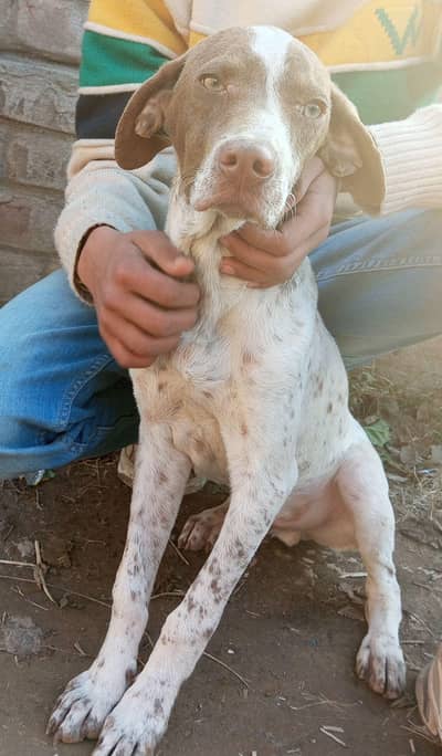 3Months Pure Pointer Puppy  FOR SALE!!!!!!