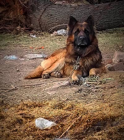 German Shepherd Long coat