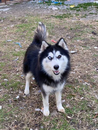 siberian husky