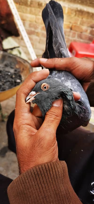 LAL PARI BREEDER MALE