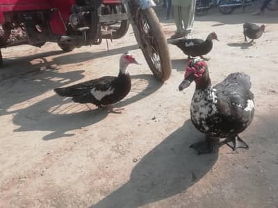 Ducks pair male and female