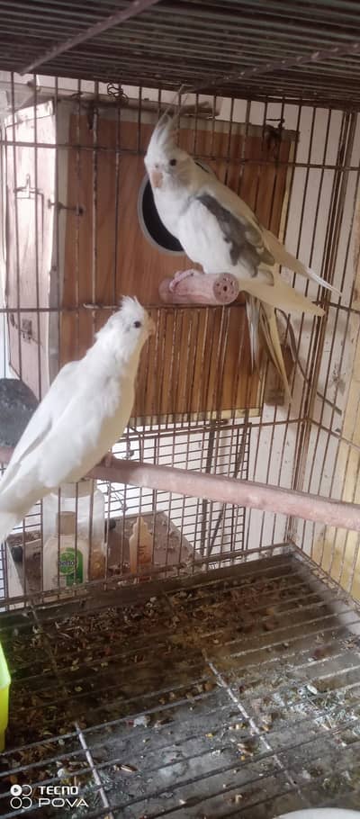 brighter pair   . .    chska palti dur rhy ) 03043192576