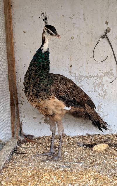 black shamo chicksand pecocks  available