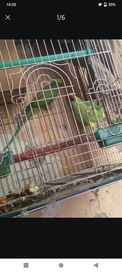 Beautiful Parrot Pair