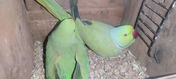 ringnek green parrot 1 pair forr sell