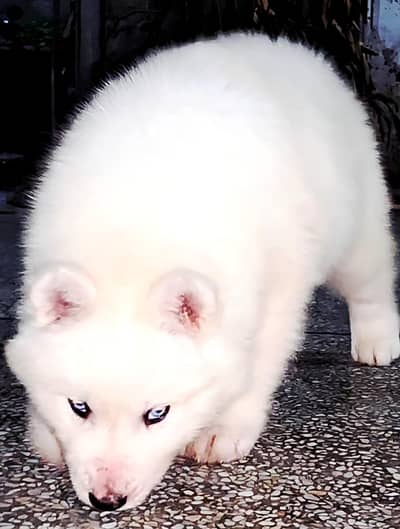 Husky puppy top bloodline