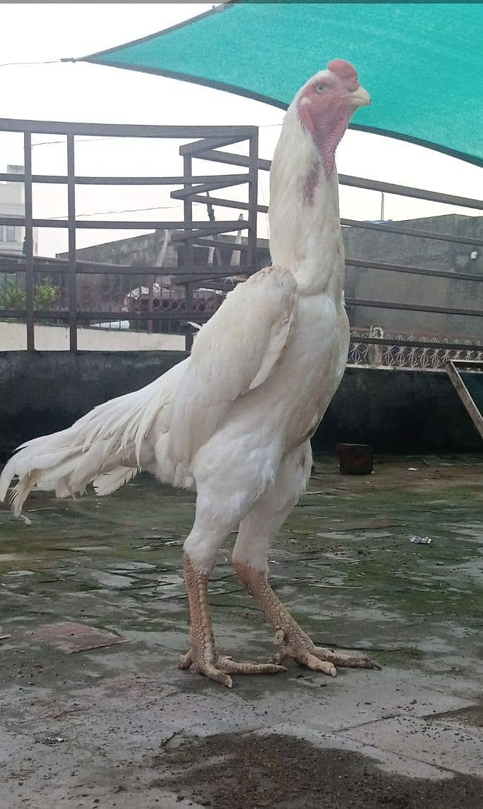 withe shmo chick s 0