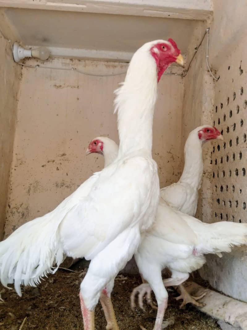 withe shmo chick s 1