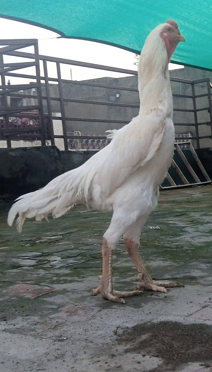 withe shmo chick s 2