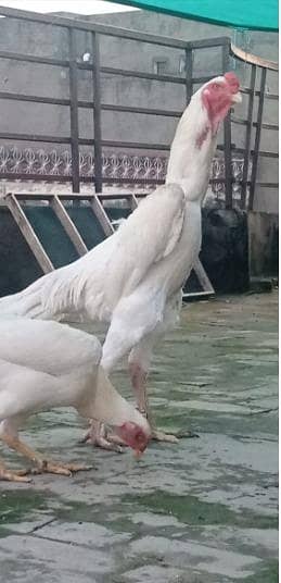 withe shmo chick s 3