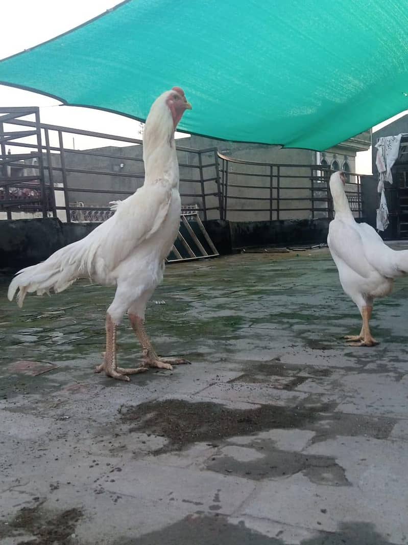 withe shmo chick s 4