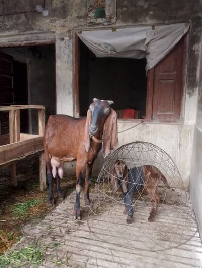 Beetal Goat With Female kid