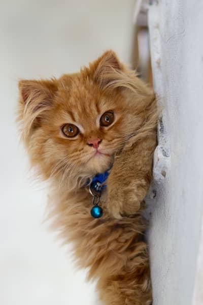 Cash on delivery Persian hmalyn British punch face piki face cat kitt