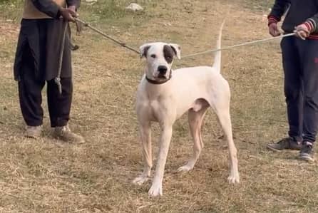 Bully kutta young male dog for urgent sale