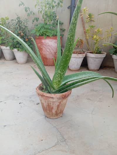 Aloe Vera