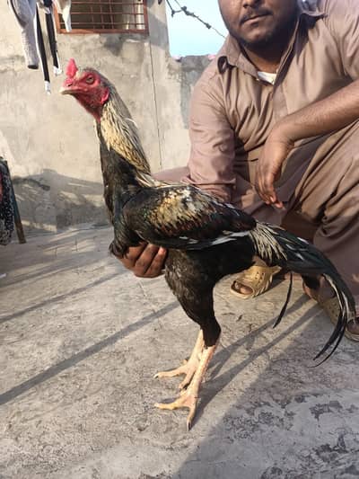 hint cross Pakistani aseel murga available