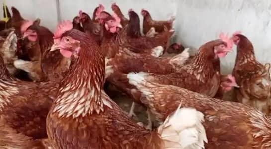 lohman chicken for sale egg laying hens in Rawalpindi