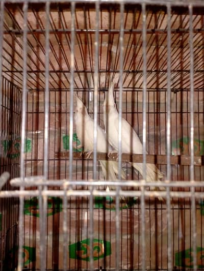 Eno red eye breeder pair 03127093372