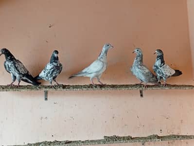 5 pice hight flar baby pigeon for sale .