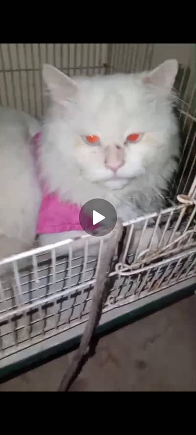 Cat Urget sale 03096046839