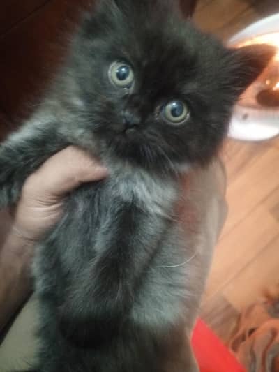 Female Persian black Punch face cat