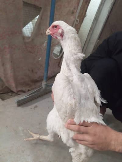 Pure German Shamo Female For Sale