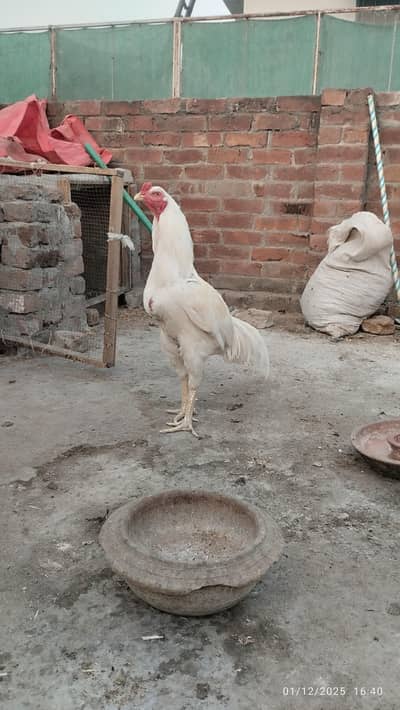 pure high quality heera aseel murga for sale long height