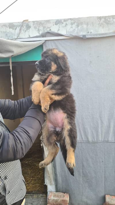 German Shepherd Long Coat Puppy