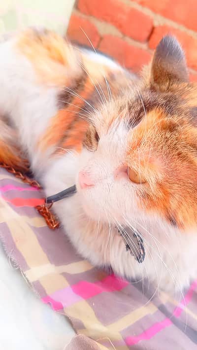 Beautiful Semi-longhair Calico female Cat- Healthy& Active