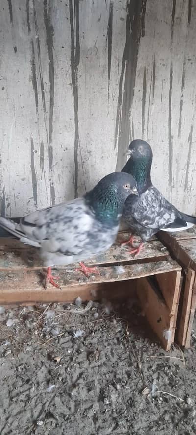 high flayer breeder paor