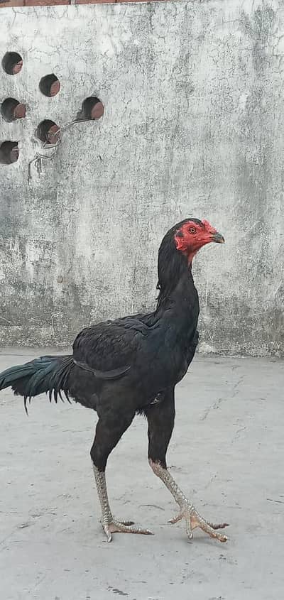 aseel Thai pair 03074204368