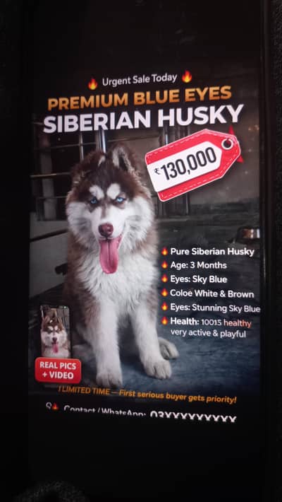 Blue eyes siberian husky urgent sale today
