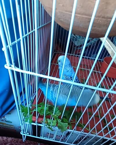 blue Australia birds