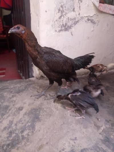 Dragon + Pakoye chicks full gamer