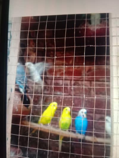 All birds active healthi home breed hi.