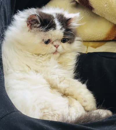 Pure Piki Persian Kitten from imported parents black and white
