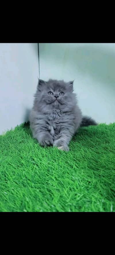 PERSIAN KITTEN FOR SALE ONLY CONTACT WHATUP  0