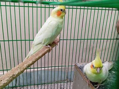 Male Cockatiel for Sale – Healthy & Active
