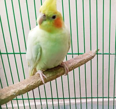 Male Cockatiel for Sale – Healthy & Active