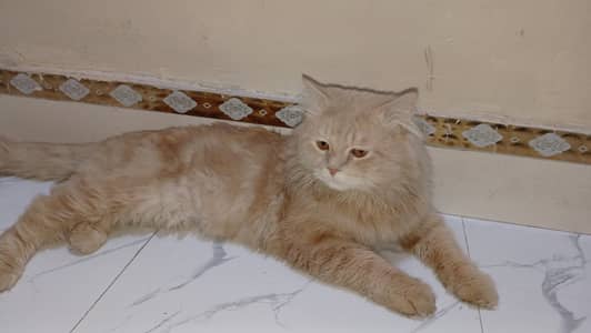Golden Male Cat – 2 Years Old – Hand Friendly – Loving Home Only