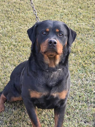 Rottweiler Female for Sale