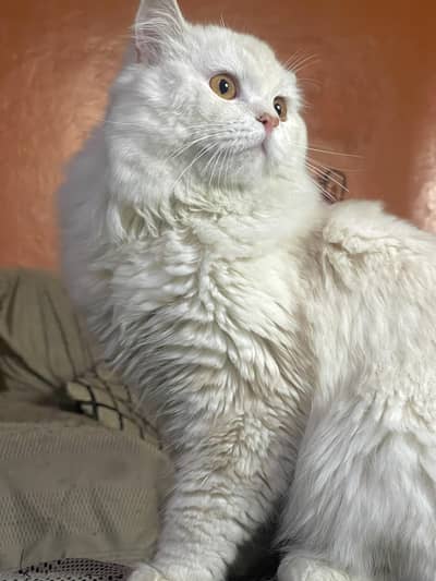 persian male cat