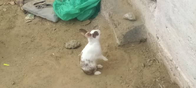 piyar ok ha ghrghoshni baccha deina wali ha