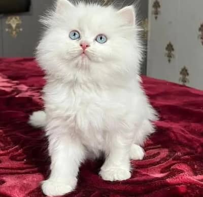 Persian female kitten for sale. my WhatsApp number 0320*24-100*47